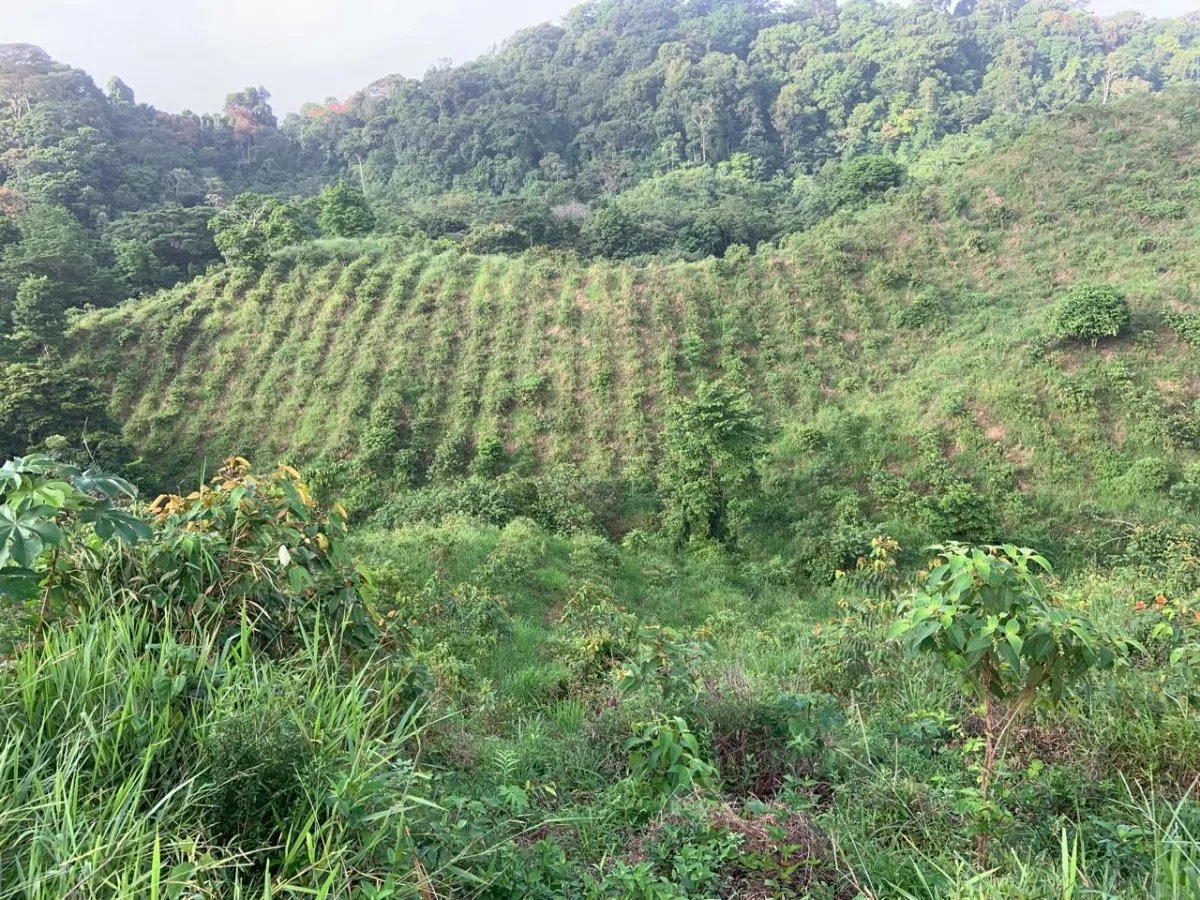 Cocoa and plantain plantation - 1464 hectares fertile land in Cuango