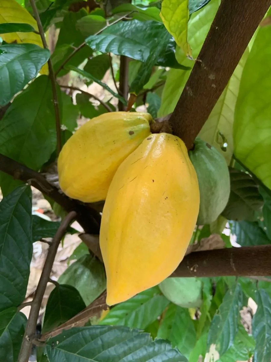 Cocoa and plantain plantation - 1464 hectares fertile land in Cuango