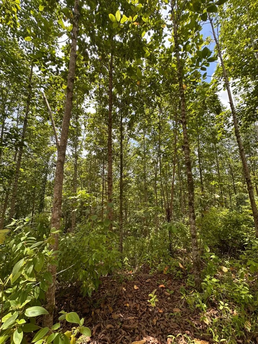 Cocoa and plantain plantation - 1464 hectares fertile land in Cuango