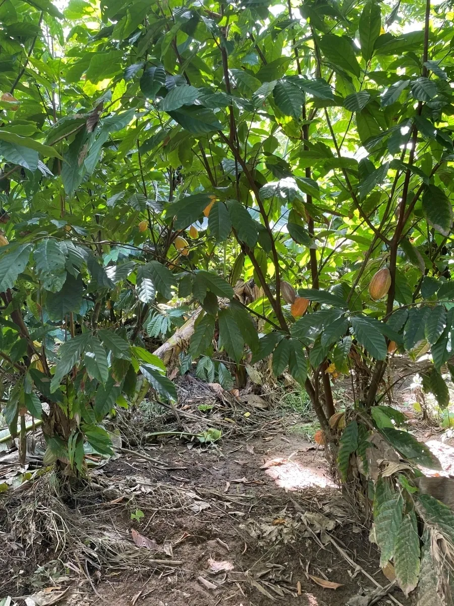Plantación de cacao y plátano - 1464 hectáreas de tierra fértil en cua...