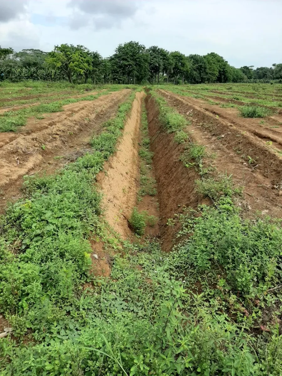 Plantación de cacao y plátano - 1464 hectáreas de tierra fértil en cuango
