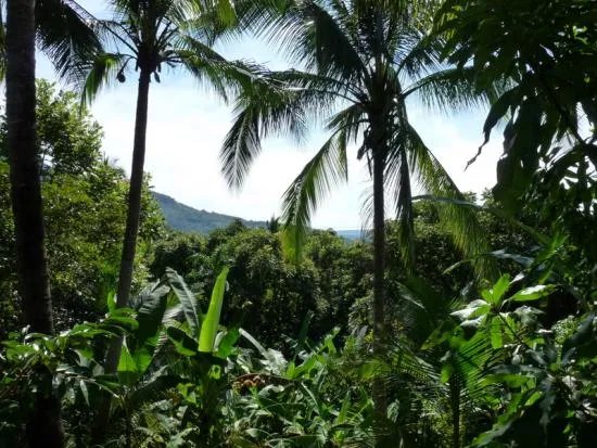 Se vende lote edificable en la montaña