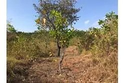 Se vende 1 hectárea en santa catalina, veraguas. panamá.