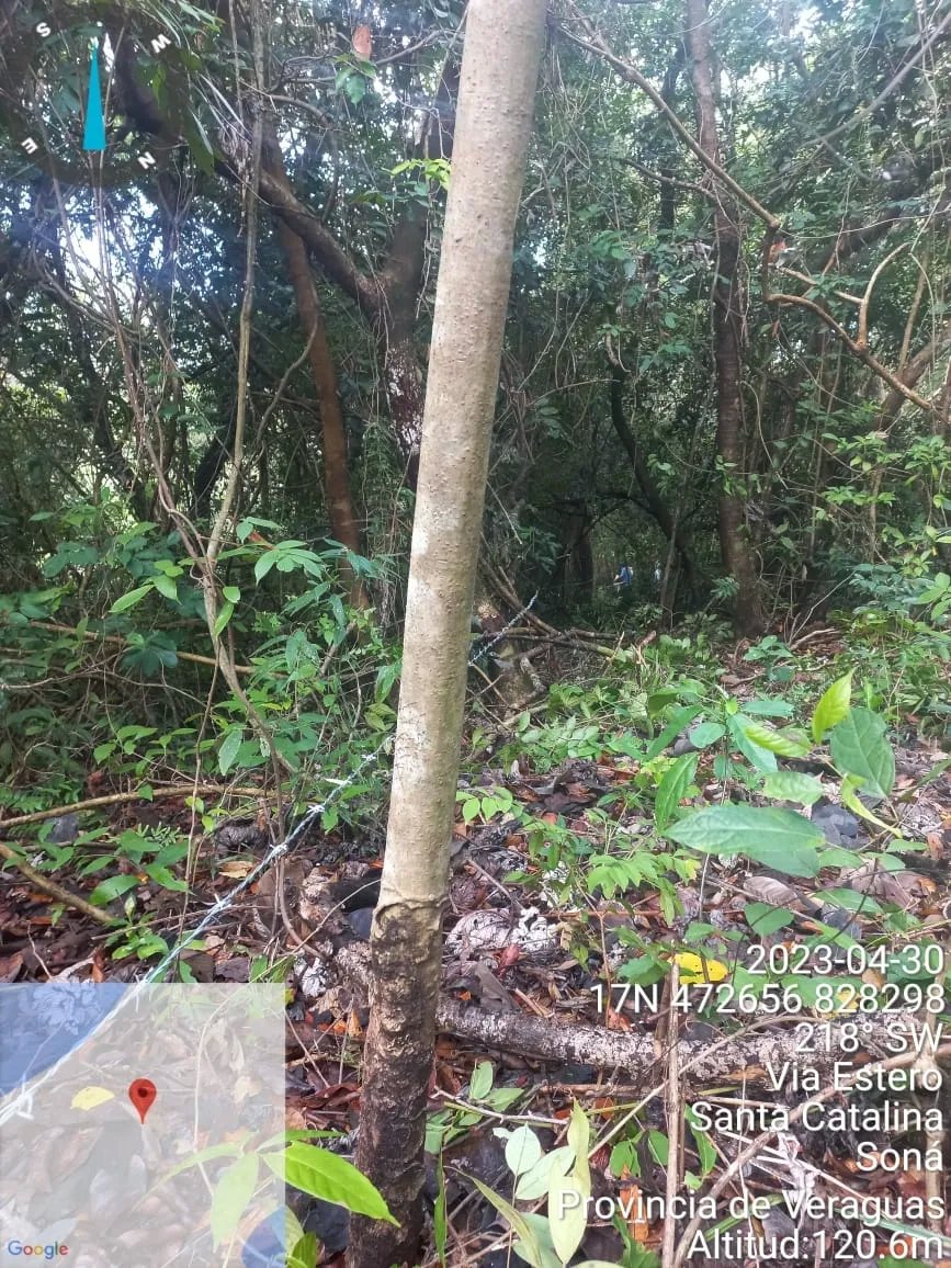 Propiedad en venta de casi 7 hectáreas (casi 17.29 acres), isla de ceb...