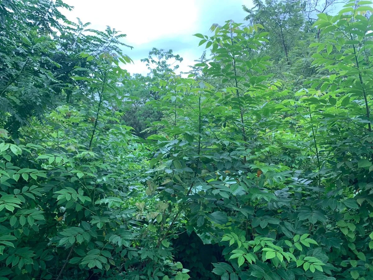 Se vende propiedad de casi 1,000 metros de terreno, en  el centro de santa catalina, veraguas, panamá