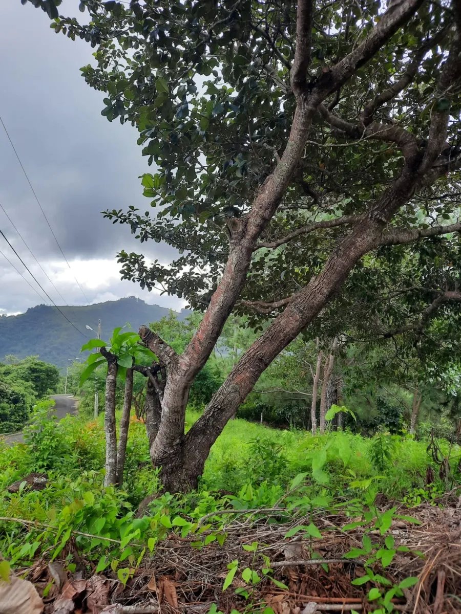 Lote de casa en venta en altos del maria