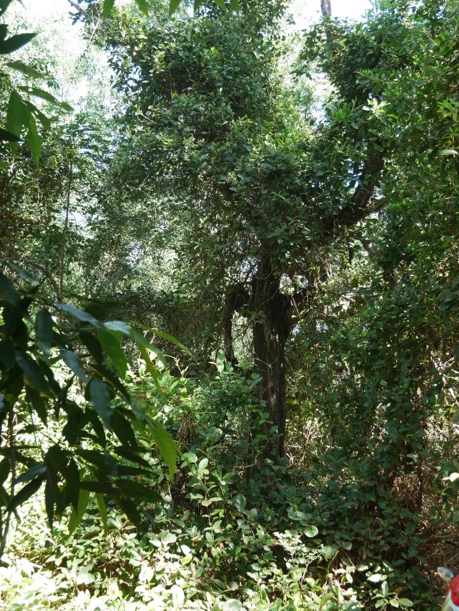 Dos lotes de playa en playa nanzal, san lorenzo, chiriqui