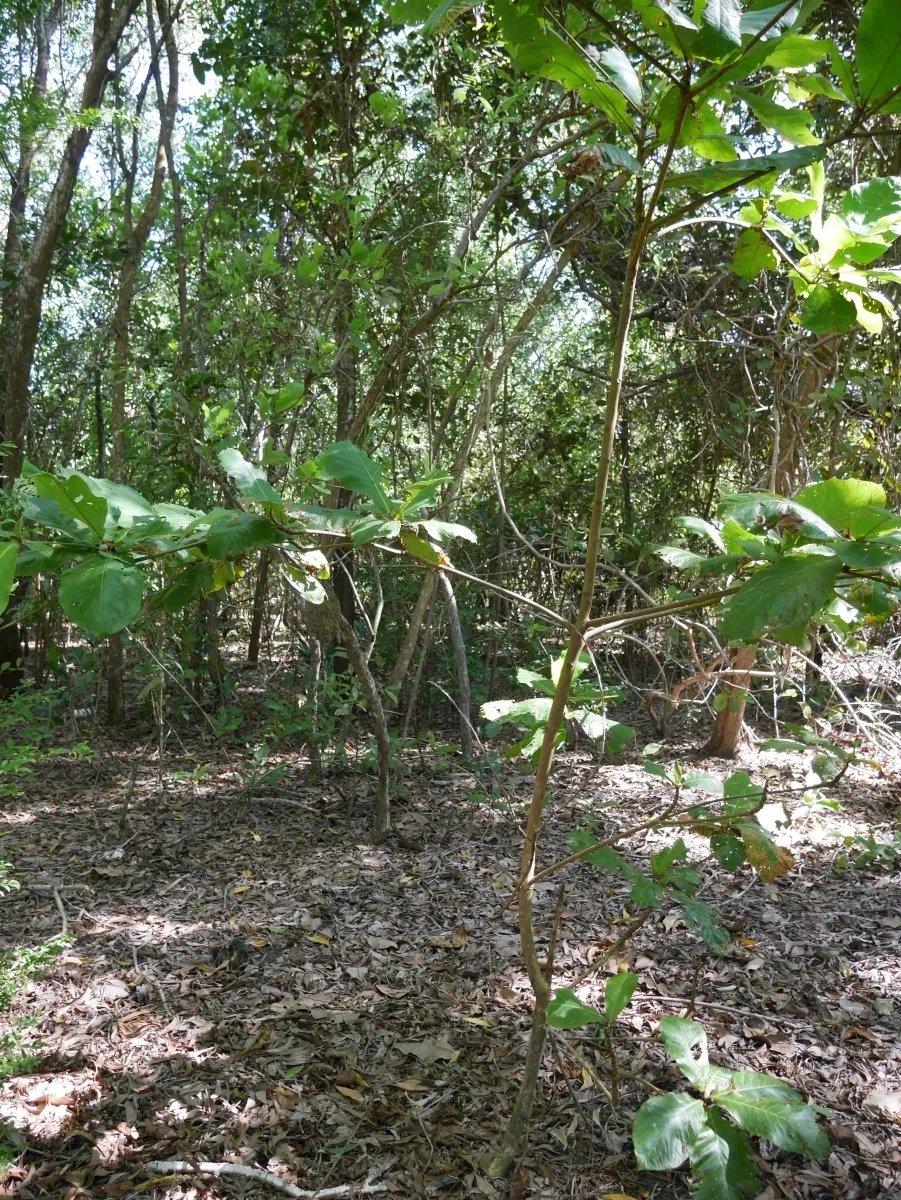 Dos lotes de playa en playa nanzal, san lorenzo, chiriqui