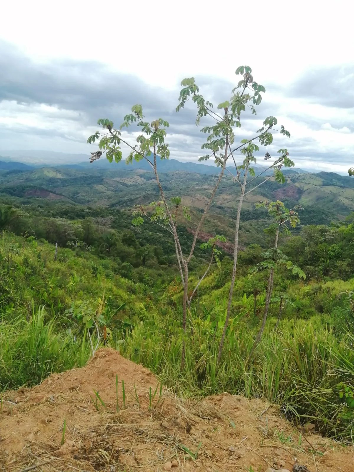 Venta de finca ganadera en veraguas, sector la pifa