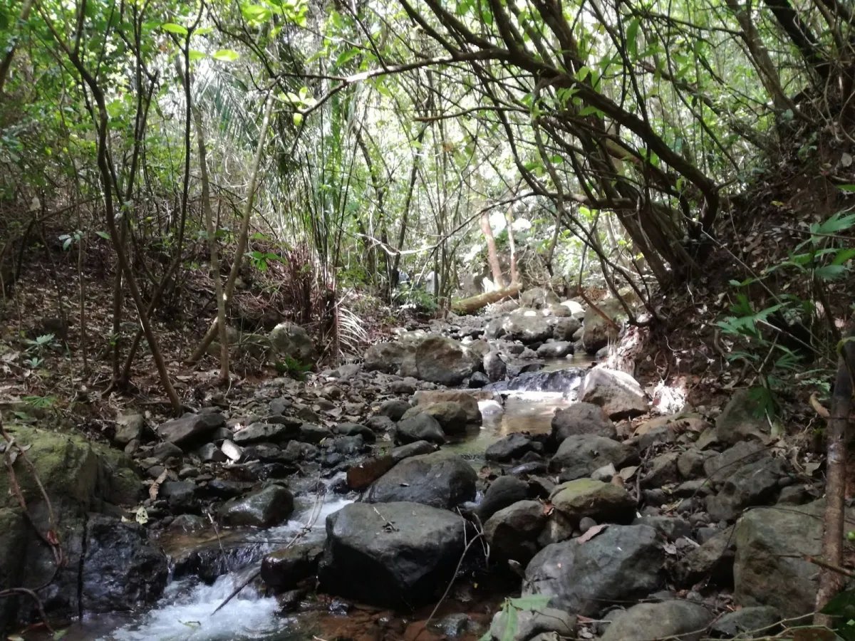 Venta de finca ganadera en veraguas, sector la pifa