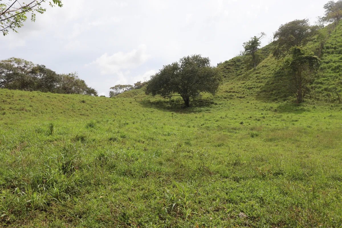Venta de finca  el loro, vía las tablas / tonosí
