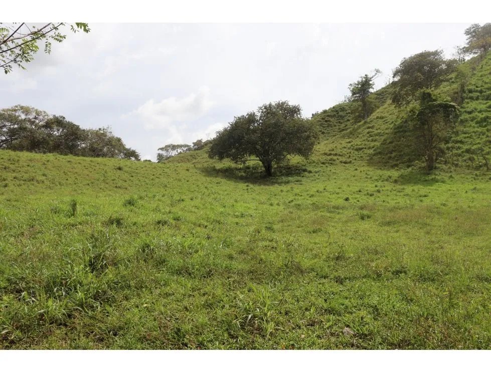 Venta de finca  el loro, vía las tablas / tonosí
