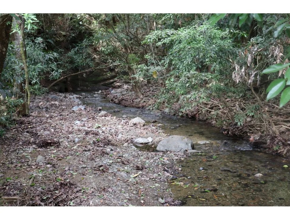 Venta de finca  el loro, vía las tablas / tonosí
