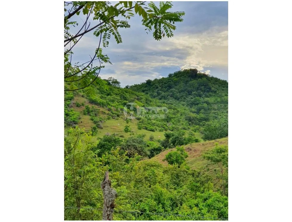 Venta de finca ganadera en peña blanca, las tablas