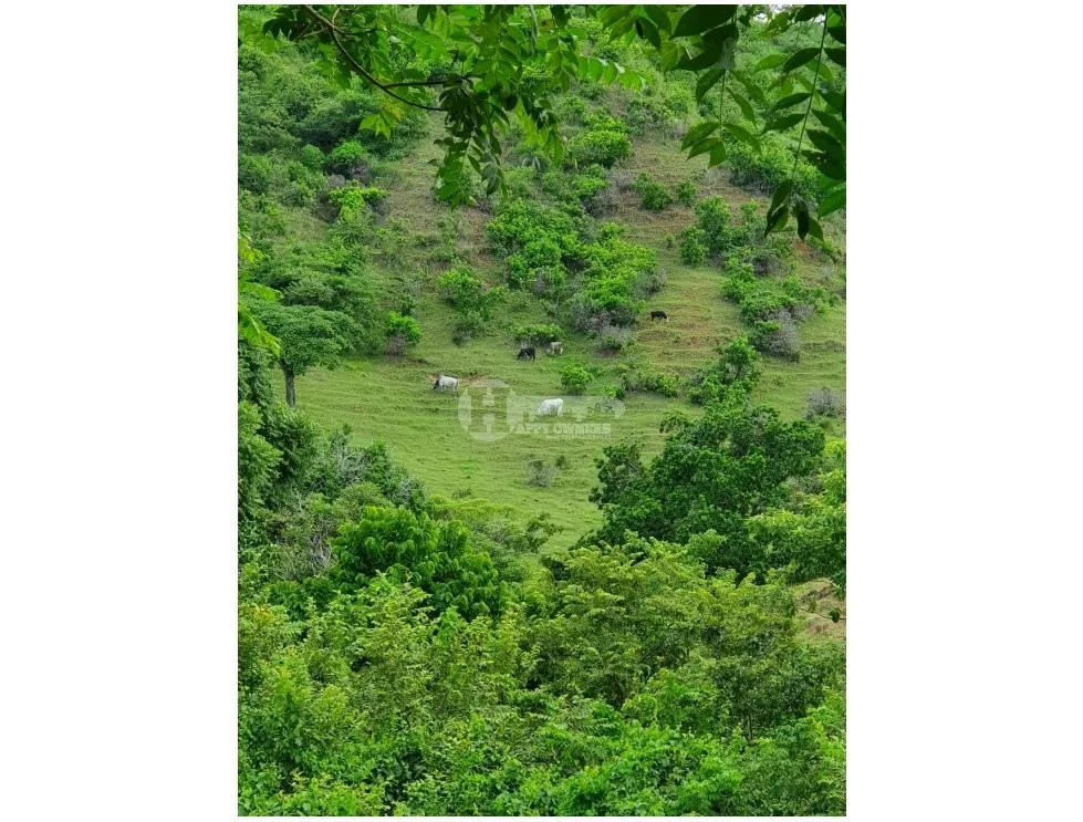 Venta de finca ganadera en peña blanca, las tablas