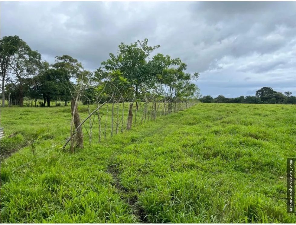Se vende finca en pedasí, los santos