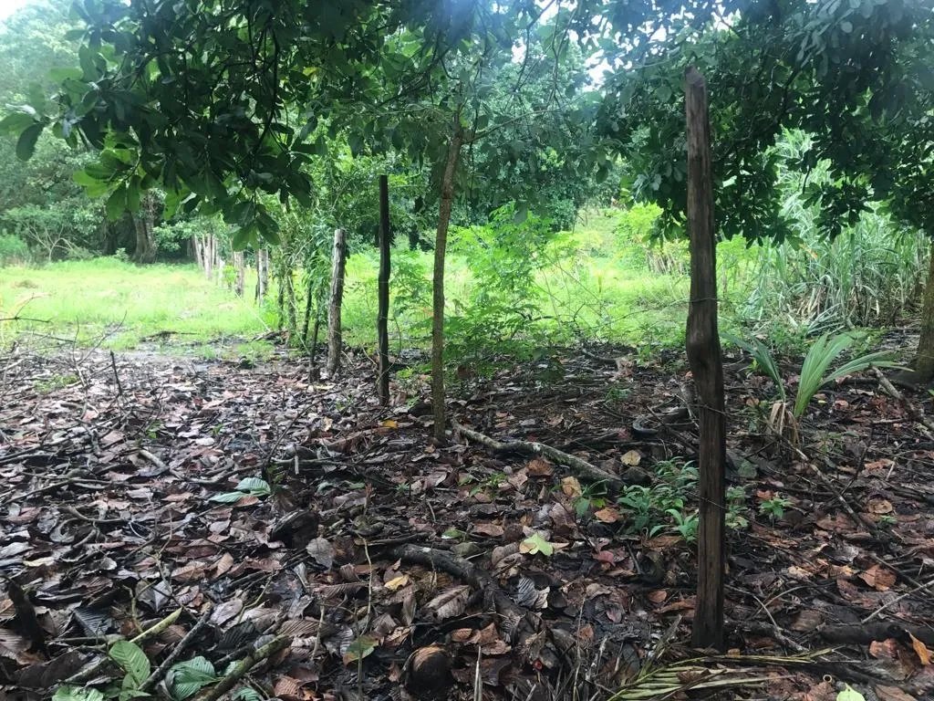 Terreno/Granja en Venta en Veraguas
