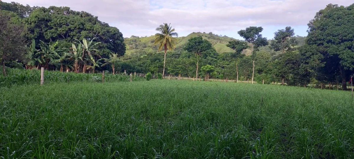 Terreno/Granja en Venta en Los Santos