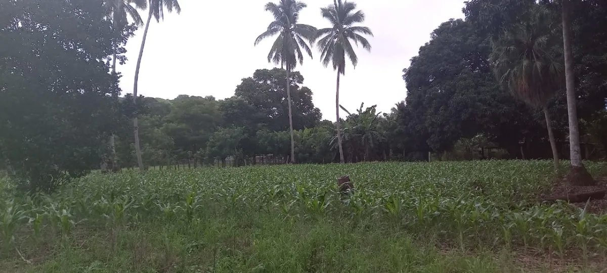 Terreno/Granja en Venta en Los Santos