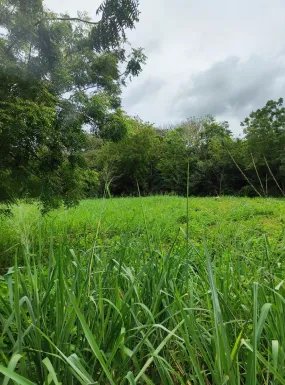 VENTA DE TERRENO EN HERRERA, CHITRE AREA COMERCIAL
