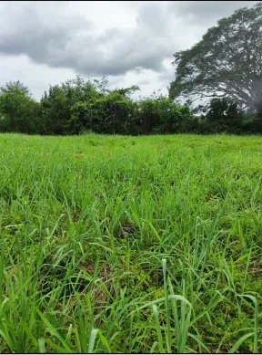 VENTA DE TERRENO EN HERRERA, CHITRE AREA COMERCIAL