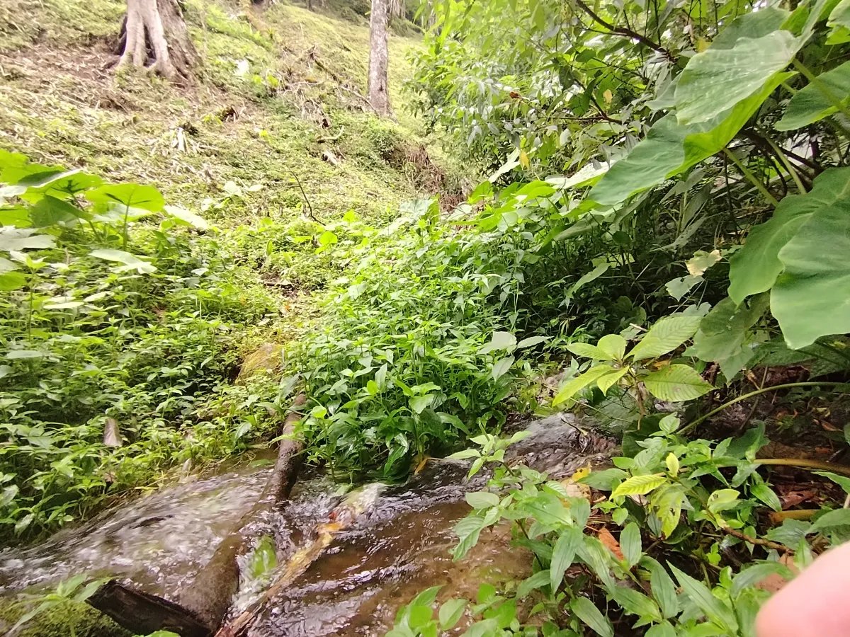 Finca de Cafe en Boquete | Los Naranjos Chiriqui Panamá | $15,000,000