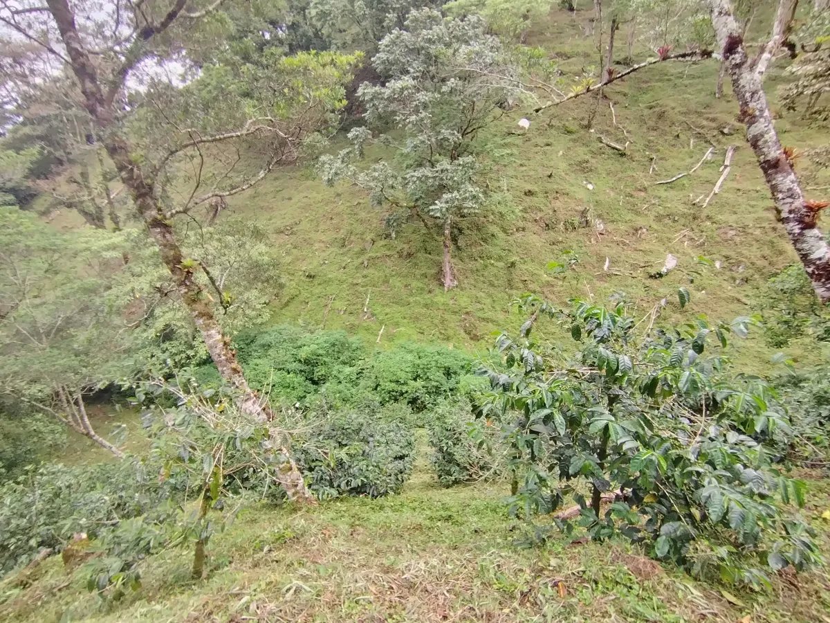 Finca de Cafe en Boquete | Los Naranjos Chiriqui Panamá | $15,000,000