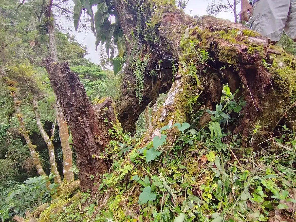 Finca de Cafe en Boquete | Los Naranjos Chiriqui Panamá | $15,000,000