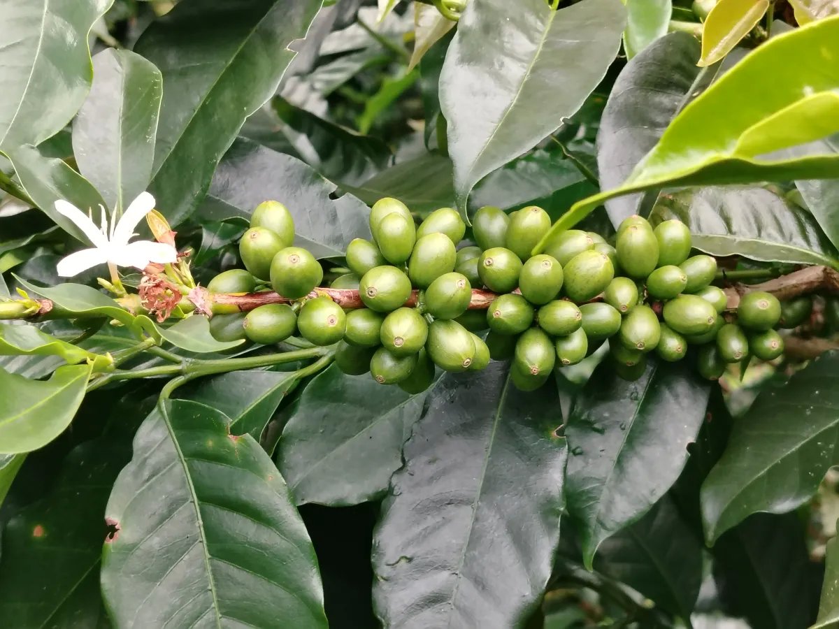 Finca de Cafe en Boquete | Los Naranjos Chiriqui Panamá | $15,000,000