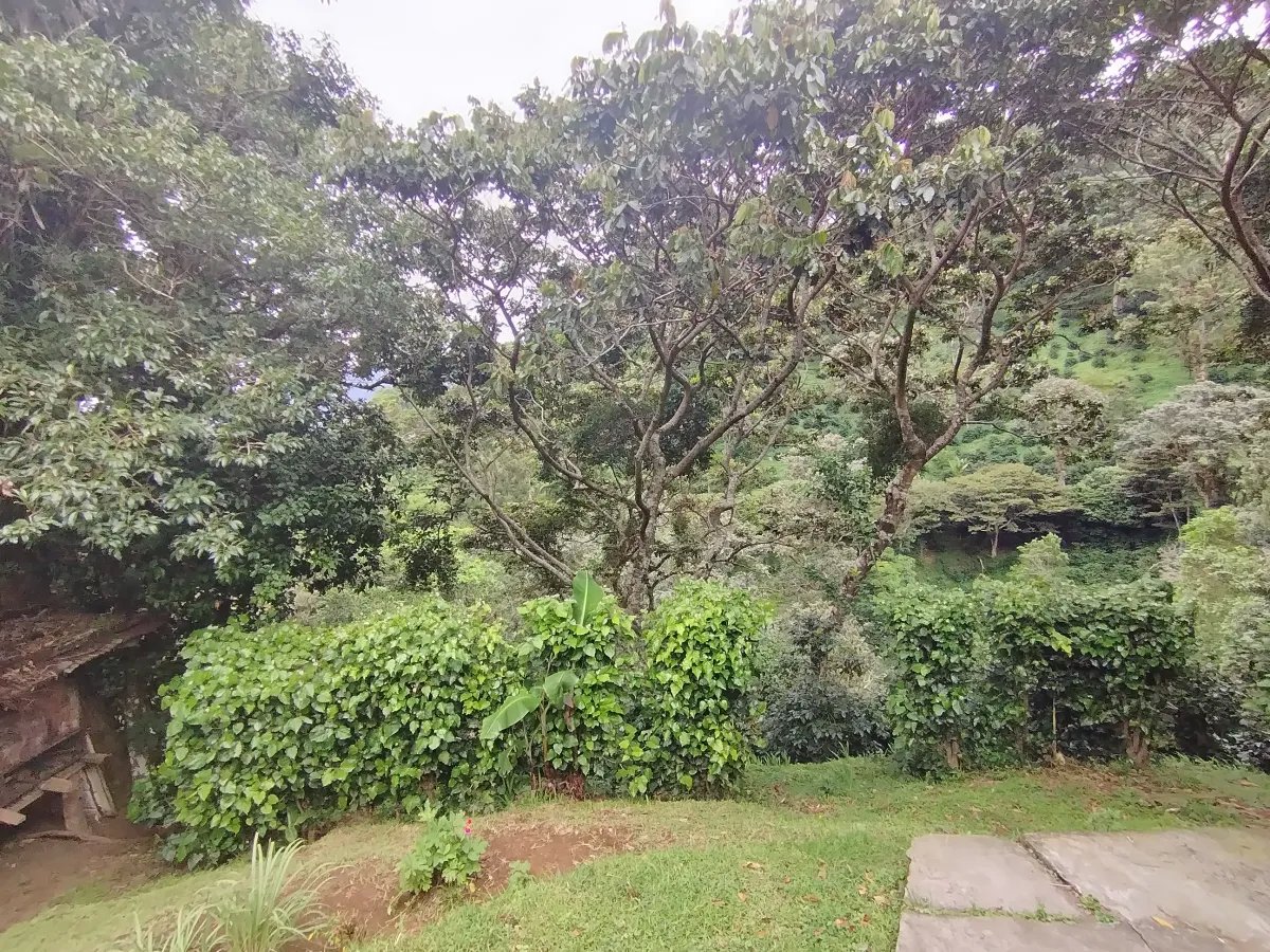 Finca de Cafe en Boquete | Los Naranjos Chiriqui Panamá | $15,000,000