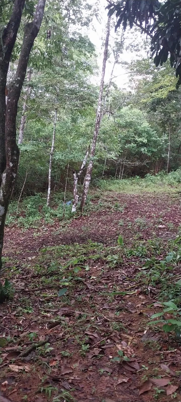 Terreno Ideal para Desarrollo en Altos de Tocumen con Vista Panorámica...