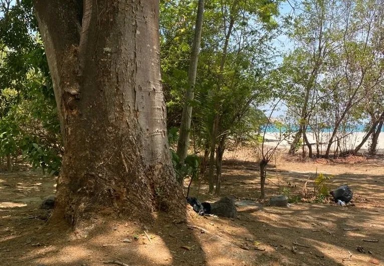 Venta de Terreno de Playa en Rio Hato 8,790 m2