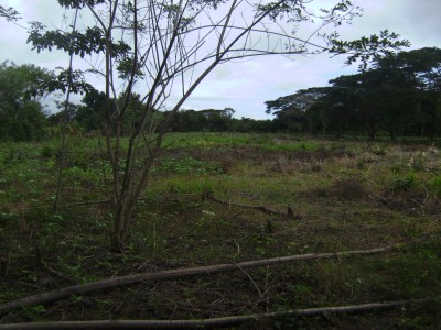 14338 - Antón - lots