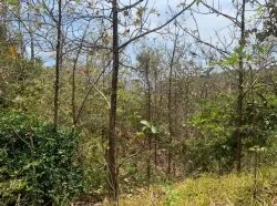 Se Vende 347 Hectareas Frente a Playa en Cerro Hoya Cerca de Cambutal,...