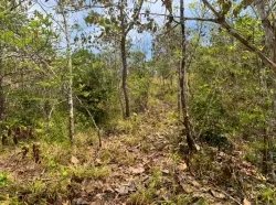 Se Vende 347 Hectareas Frente a Playa en Cerro Hoya Cerca de Cambutal,...
