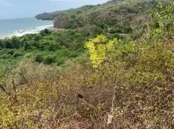 Beach Front 347 Hectares For Sale In Cerro Hoya near Cambutal, Panama