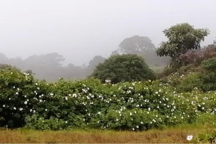 Venta de terreno en Boquete, Chiriquí