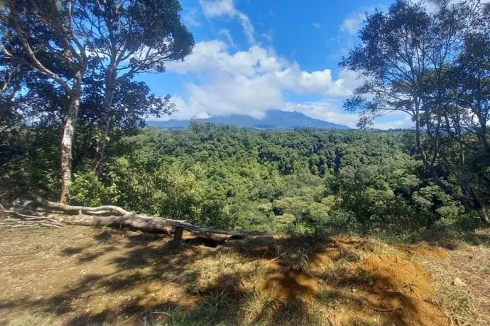 Coffee farm for sale in Alto Boquete, Chiriquí