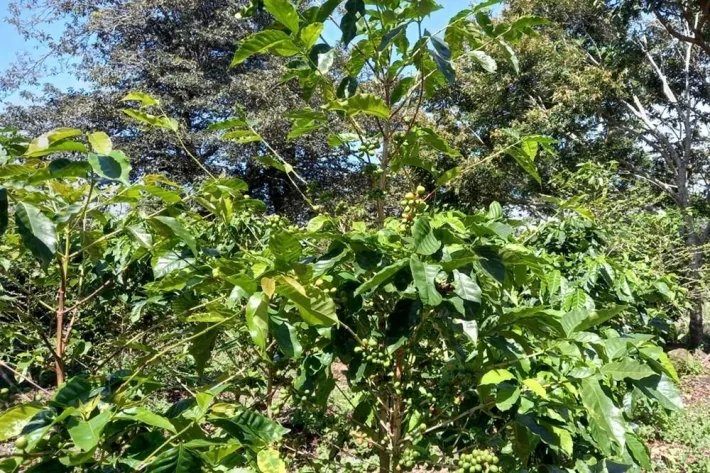 Coffee farm for sale in Alto Boquete, Chiriquí
