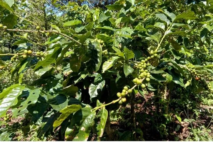 Coffee farm for sale in Alto Boquete, Chiriquí