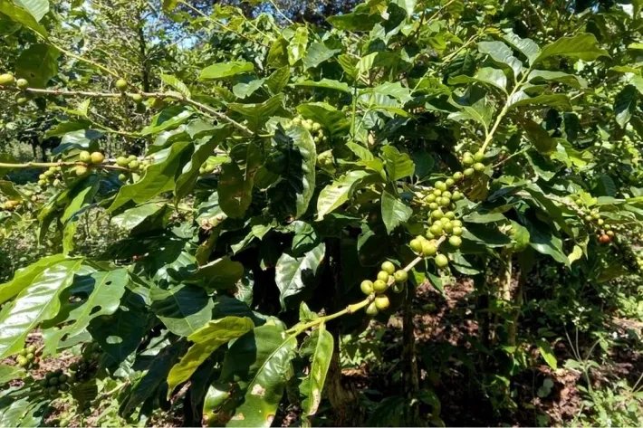 Coffee farm for sale in Alto Boquete, Chiriquí