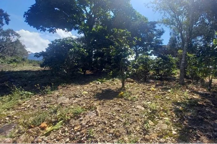 Coffee farm for sale in Alto Boquete, Chiriquí
