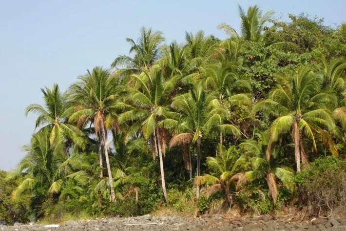QUIROS ISLAND, A PANAMANIAN PEARL, 1.4 HECTARES (3.5 acres).