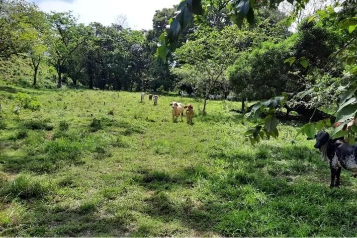 THE PROPERTY HAS TITLE OF PROPERTY, IS OF GREAT DIMENSION 16 HECTARES,...