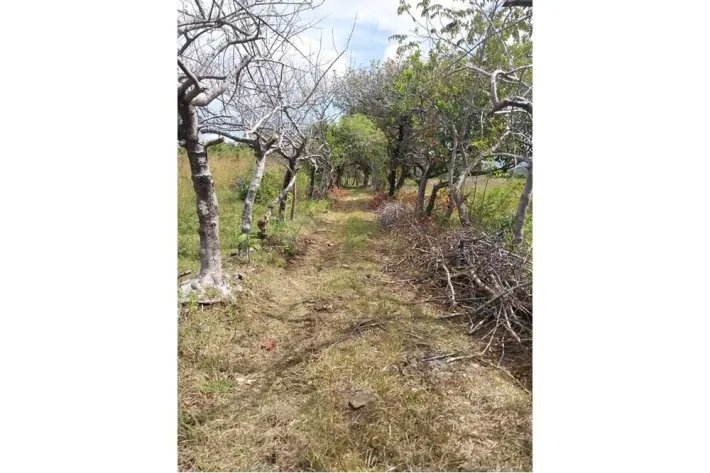 Se Vende Propiedad de 2.5 hectareas en Las Lajas de Coronado, con rio ...