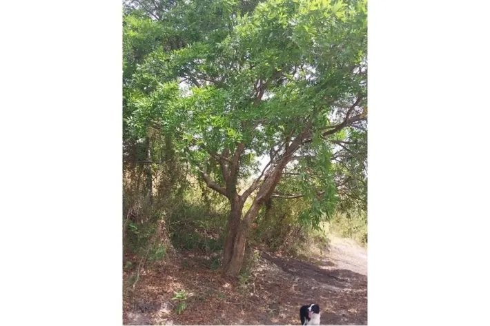 For Sale 2.5 hectares property in Las Lajas de Coronado, with river and waterfalls.