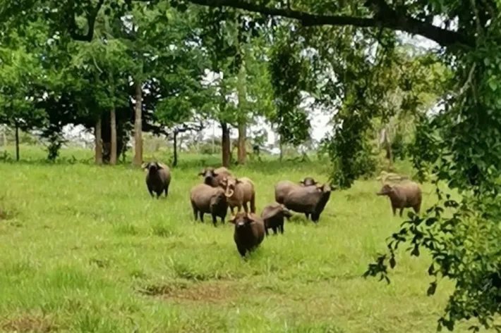 Se vende terreno en La Chorrera, El Espino