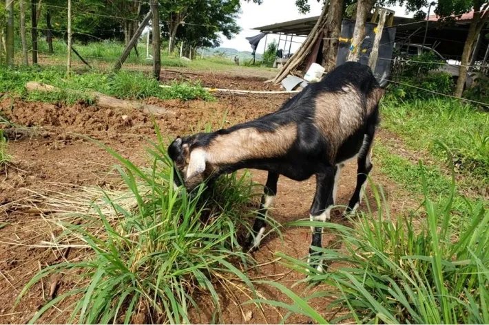 Se vende terreno en La Chorrera, El Espino