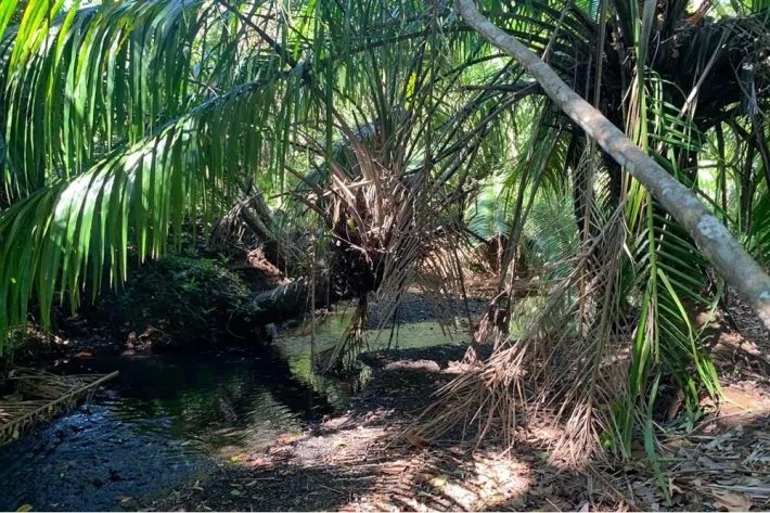 Horse and cattle farm for sale in Playa Hicaco, Santa Catalina, Veraguas