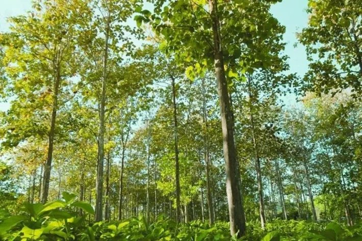 Land for sale in Darien, Panama